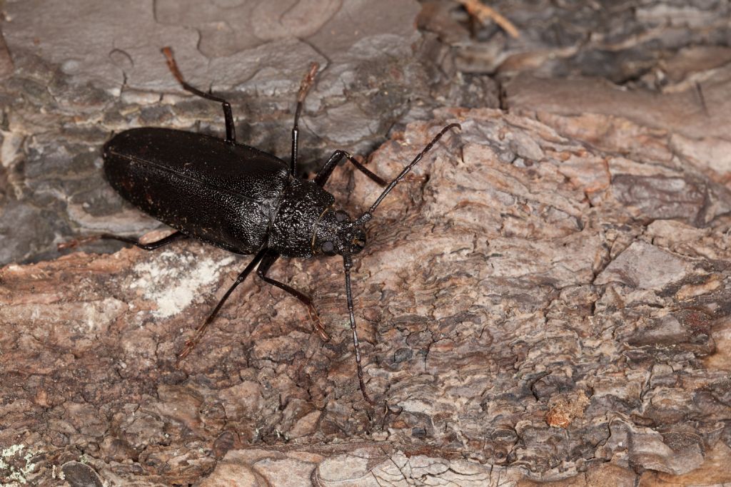 Cerambycidae: Ergates faber